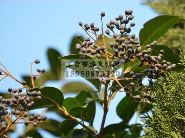 园林绿化注意点及女贞树在道路绿化中的作用