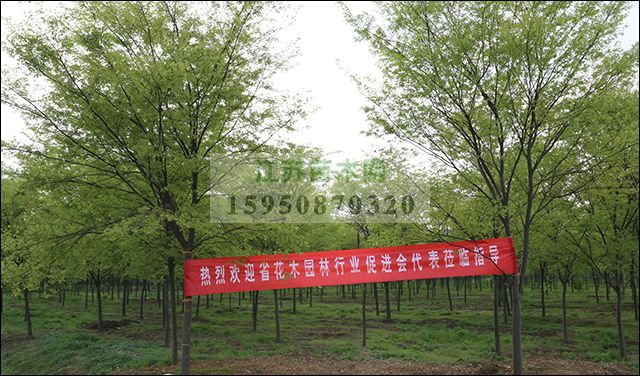 江苏省企业联合会花木园林行业促进会持续发力